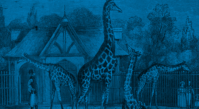 FAVORITE AFRICAN ANIMAL? Giraffe